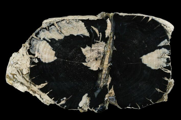 Petrified Wood (Dicot) Round - Blue Forest, Wyoming #175063